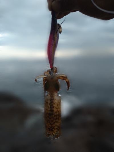 親イカはどこへ。。